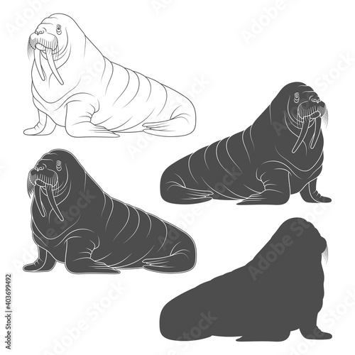 Set of black and white illustrations with walrus. Isolated vector objects on a white background.