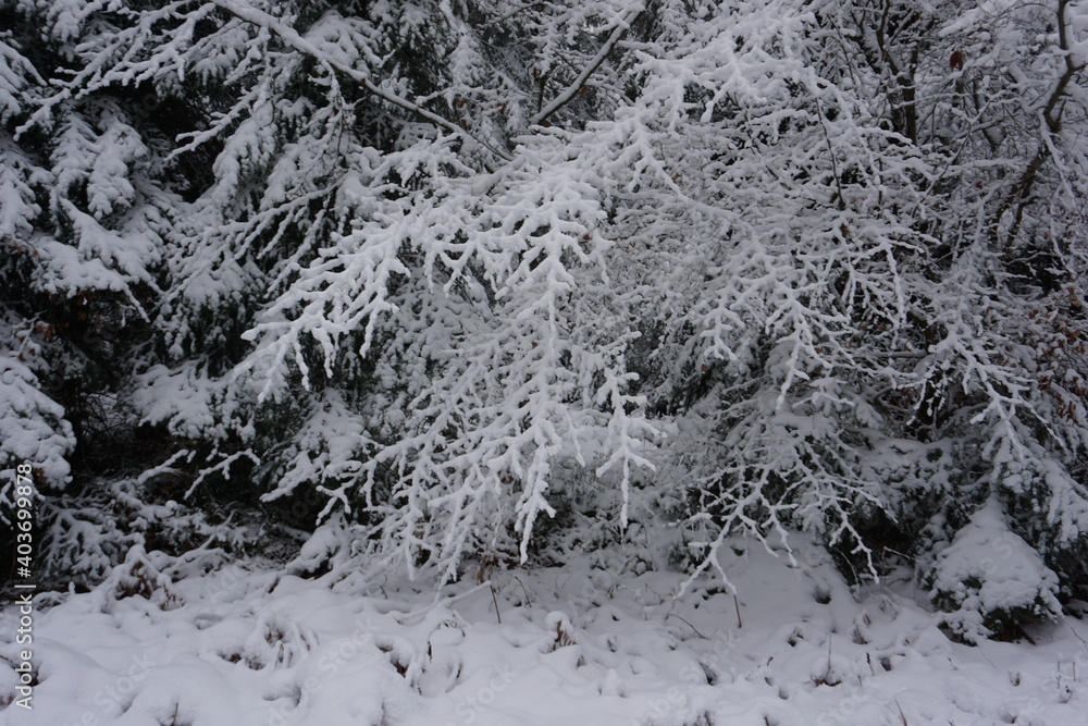 winter landscape and trees covered with snow winter landscape and trees covered with snow