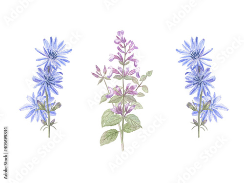 Composition of two cornflowers and lemon balm on white isolated background. Watercolor illustration. Botanical sketch style. Nice for cottage style and farmhouse style decor.