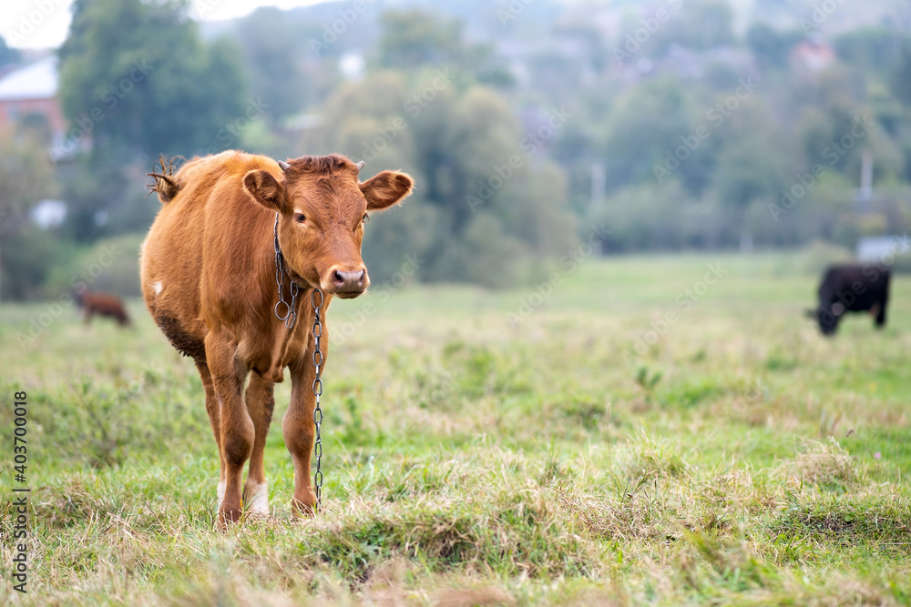 Brown milk cow grazing on green grass at farm grassland.