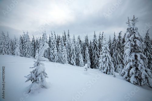 Moody winter landscape with spruce forest cowered with white snow in frozen mountains. © bilanol
