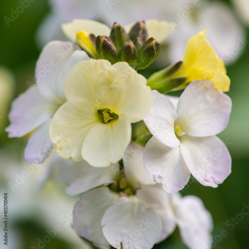 White Wallflower © bigemrg