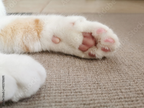 Cat sleeping on the sofa showing the toes. Selective focus on the toes or toe beans. Copy space is on the right side.