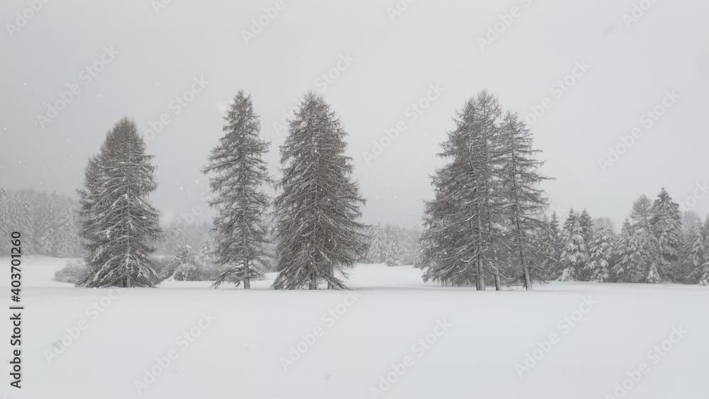 Snowing in biotope of Eccher Folgaria, Trentino alto Adige Snowing in biotope of Eccher Folgaria, Trentino alto Adige