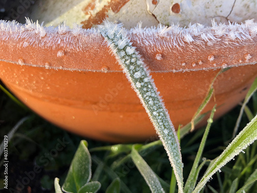 Morning Frost photo