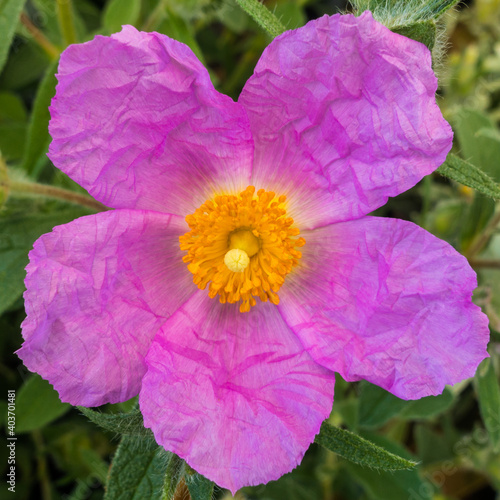Cistus Creticus