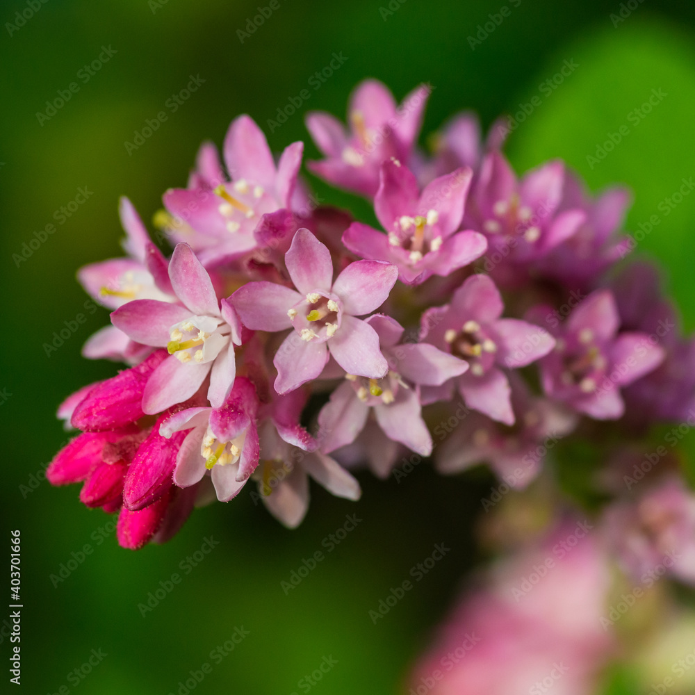 Ribes Ribes