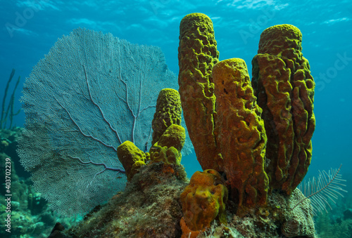 Obraz na plátně Yellow sponge close up Isla de Juventud Cuba