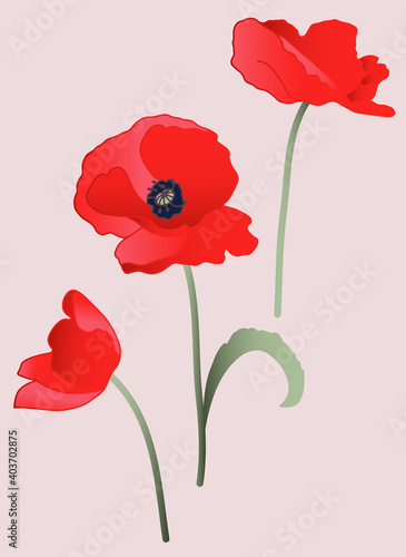 Three Red Poppies isolated in a vector