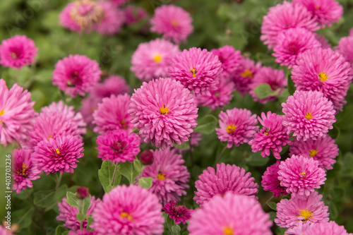 Pink autumn chrysanthemum flowers in the garden  floral background