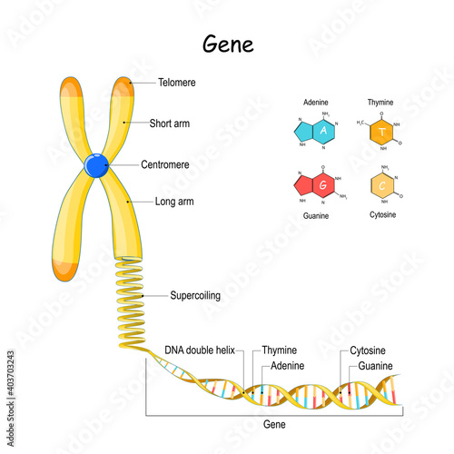 genome sequence. Chromosome and DNA photo