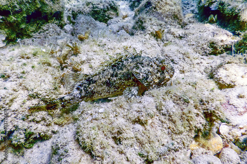 Slika na platnu Scorpion Fish Underwater Underwater Life