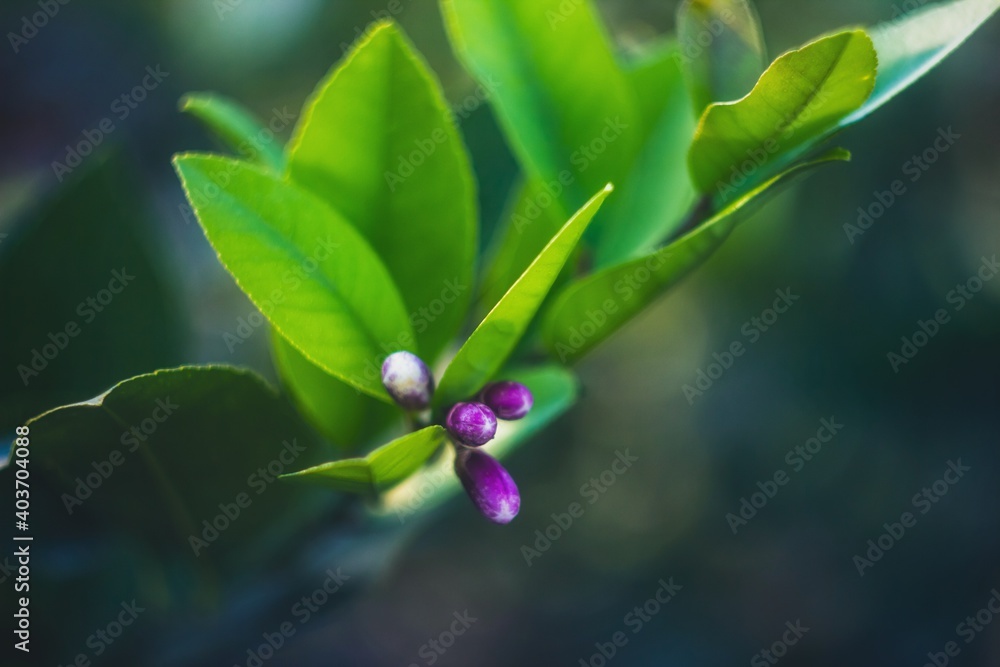 Lemon flower. Lemon buds are blooming.Citrus flower blooms on a background of green leaves Lemon flower. Lemon buds are blooming.Citrus flower blooms on a background of green leaves