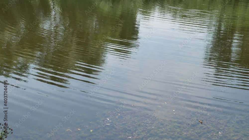 Calm river with ripples. Seaweed and reeds. High quality 4k footage Calm river with ripples. Seaweed and reeds. High quality 4k footage