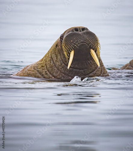 Adult female walrus had much smaller tusks than the males