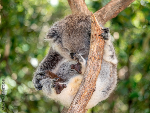 Canvas Print Koala Ball