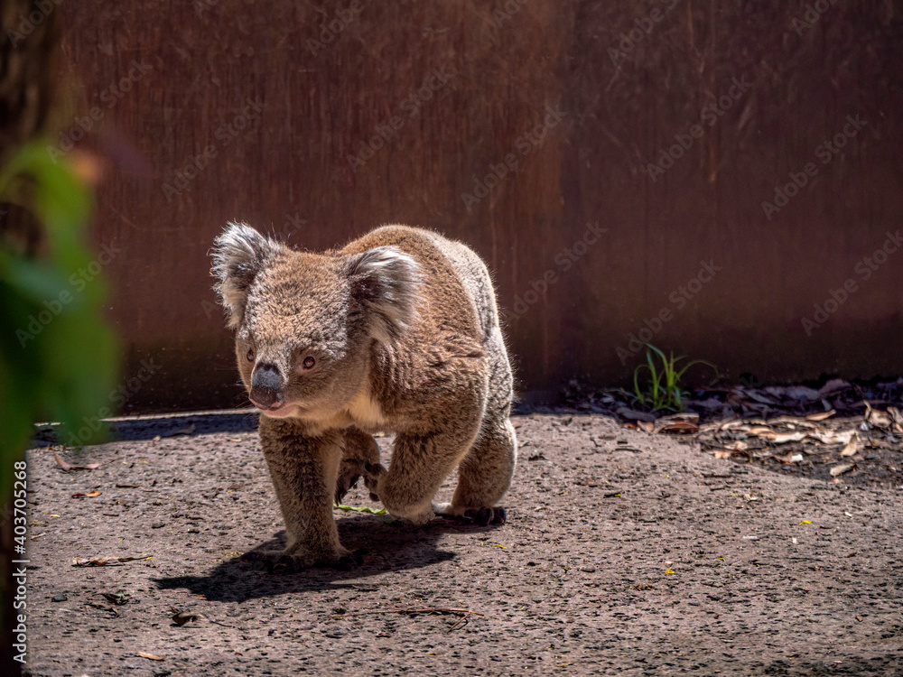 Fototapeta premium Koala Walking