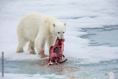 Polar bear pulls seal out of water to better location