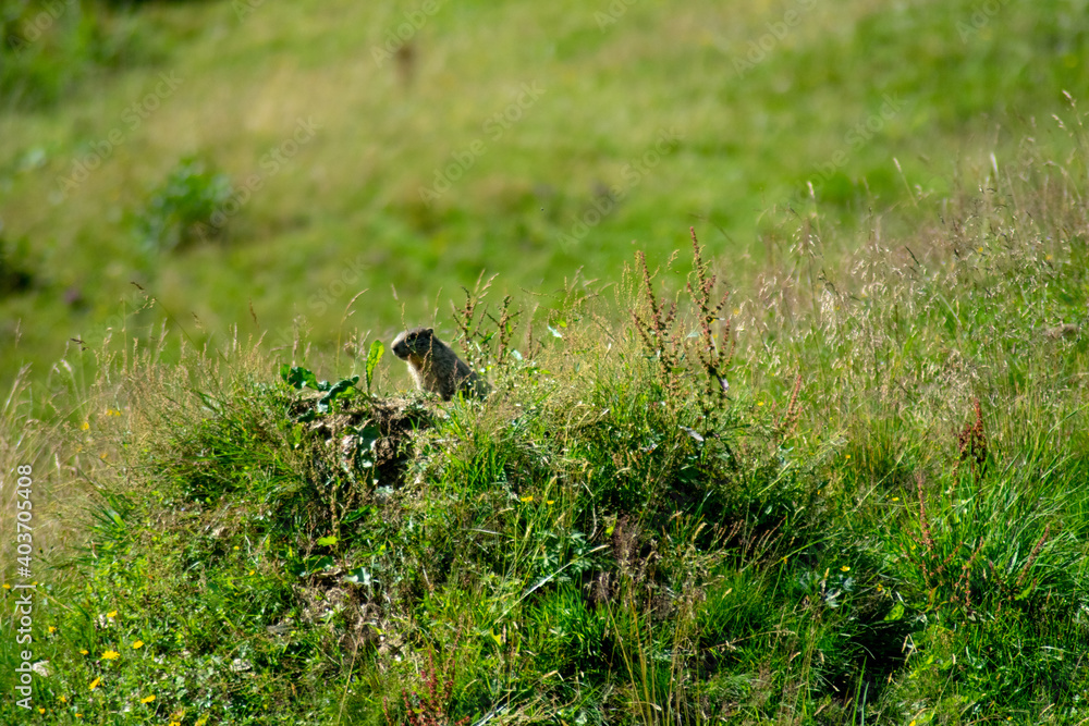 marmot in the grass marmot in the grass