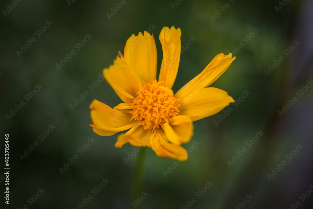yellow flower yellow flower