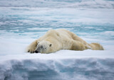 Sleeping male polar bear stretches out his legs