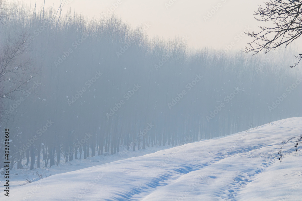 Fototapeta Winter foggy forest scene, Cold foggy forest with snow