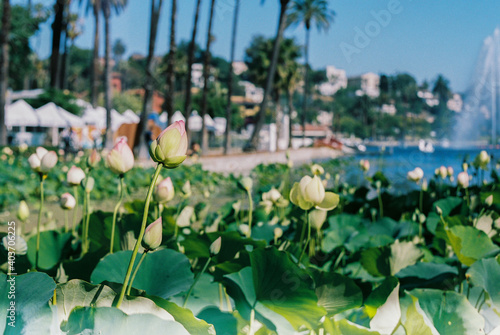 flowers in the park photo