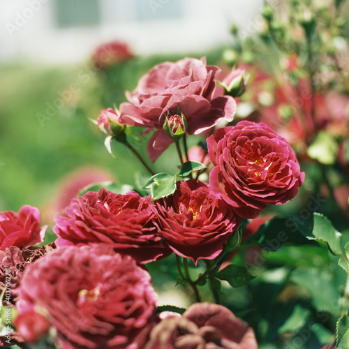 Red Roses on 120mm Film photo