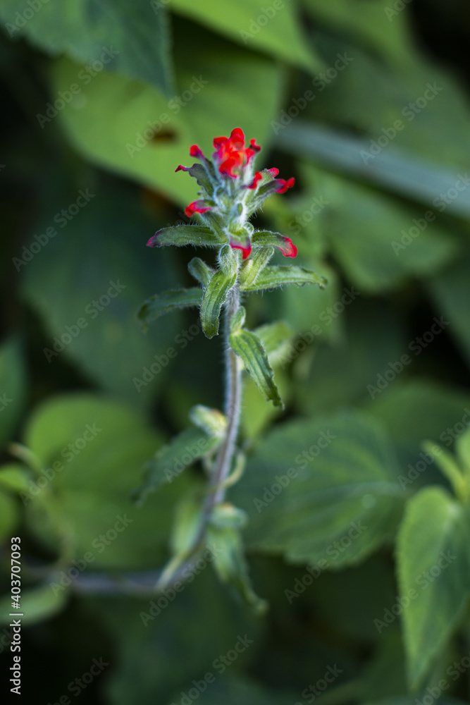 nature flower nature flower