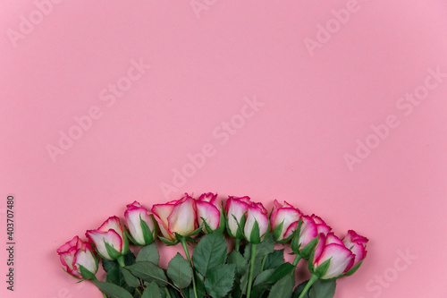 Fototapeta Naklejka Na Ścianę i Meble -  Roses on pink background February 14 Valentine's Day