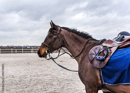 Sports horse in the arena. equestrian sports in detail