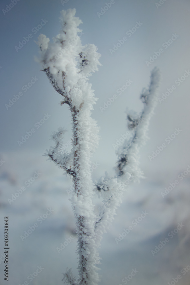 Obraz premium plants covered with snow and ice in winter, close-up, frost, snowy landscape in the background