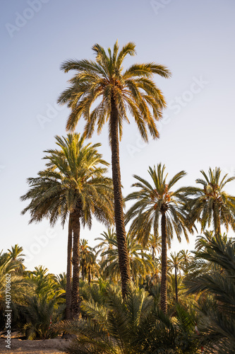 Set of palm trees in the city of Elche, Alicante, Spain. Vertical. World heritage.