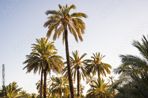 Set of palm trees in the city of Elche  Alicante  Spain. World heritage.