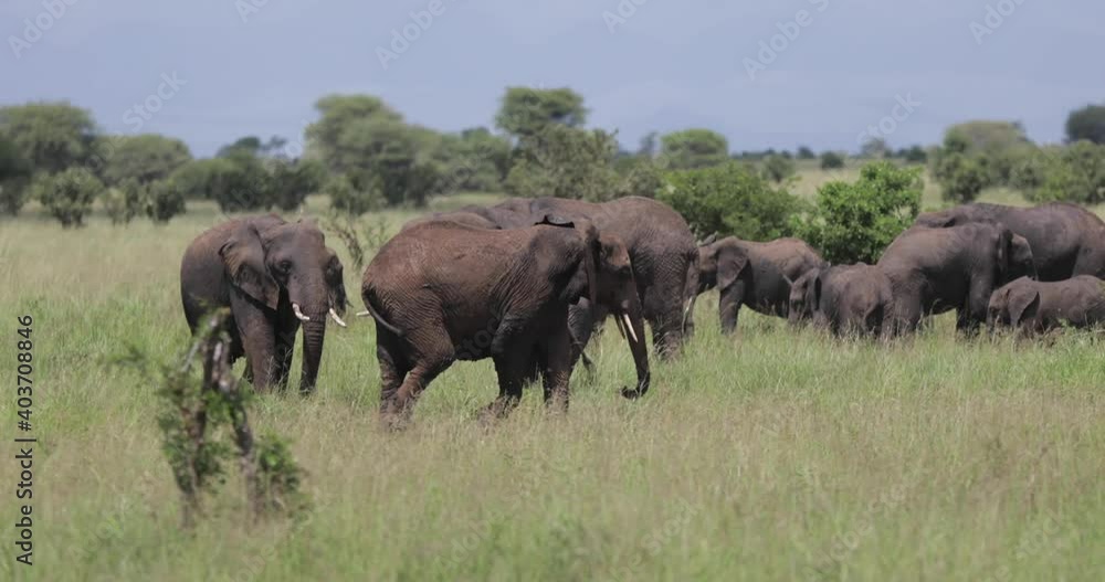 Elephants playing in African Grassland Elephants playing in African Grassland