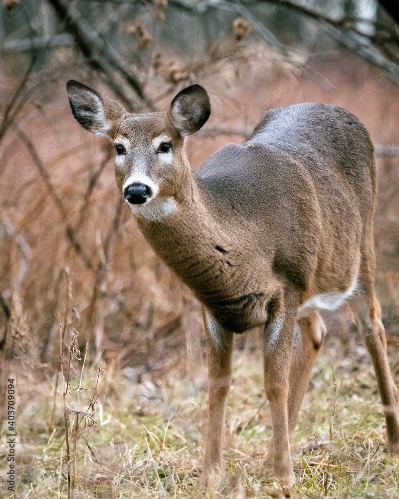 White-tailed Deer White-tailed Deer