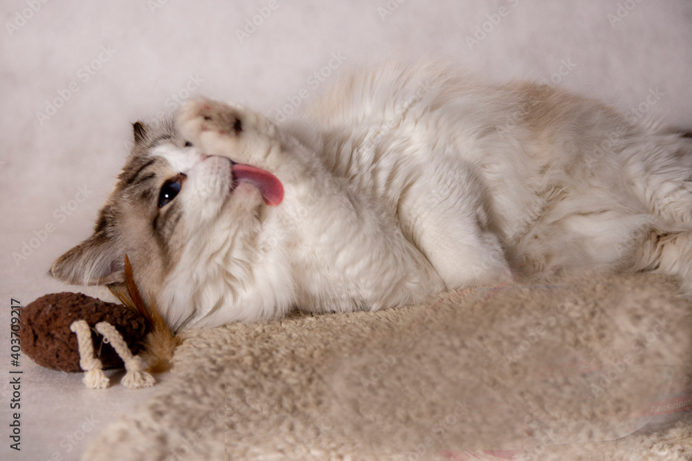 ragdoll 1 ragdoll 1