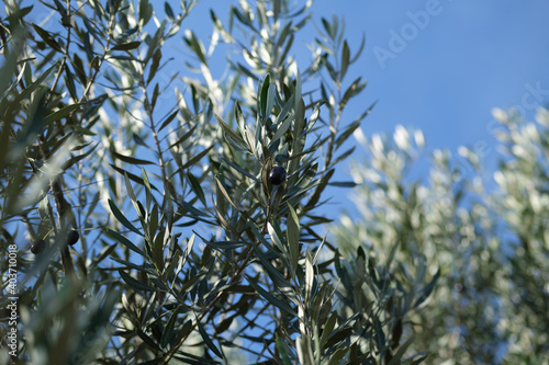 Olive branch and tree against blue sky, ready for harvesting