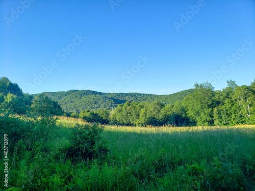 landscape with forest