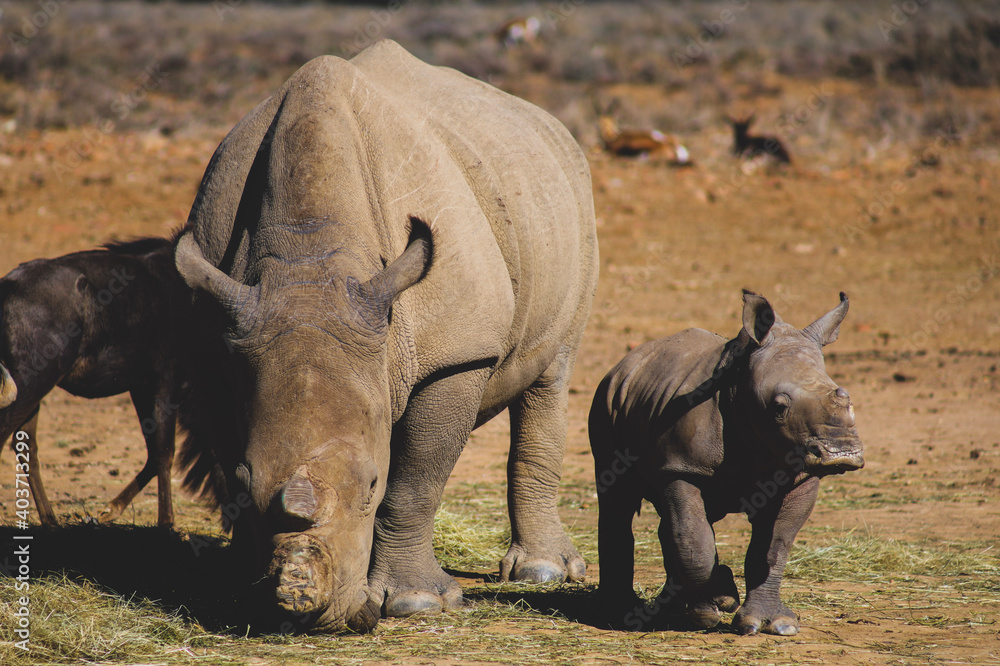 Obraz premium white rhino and calf