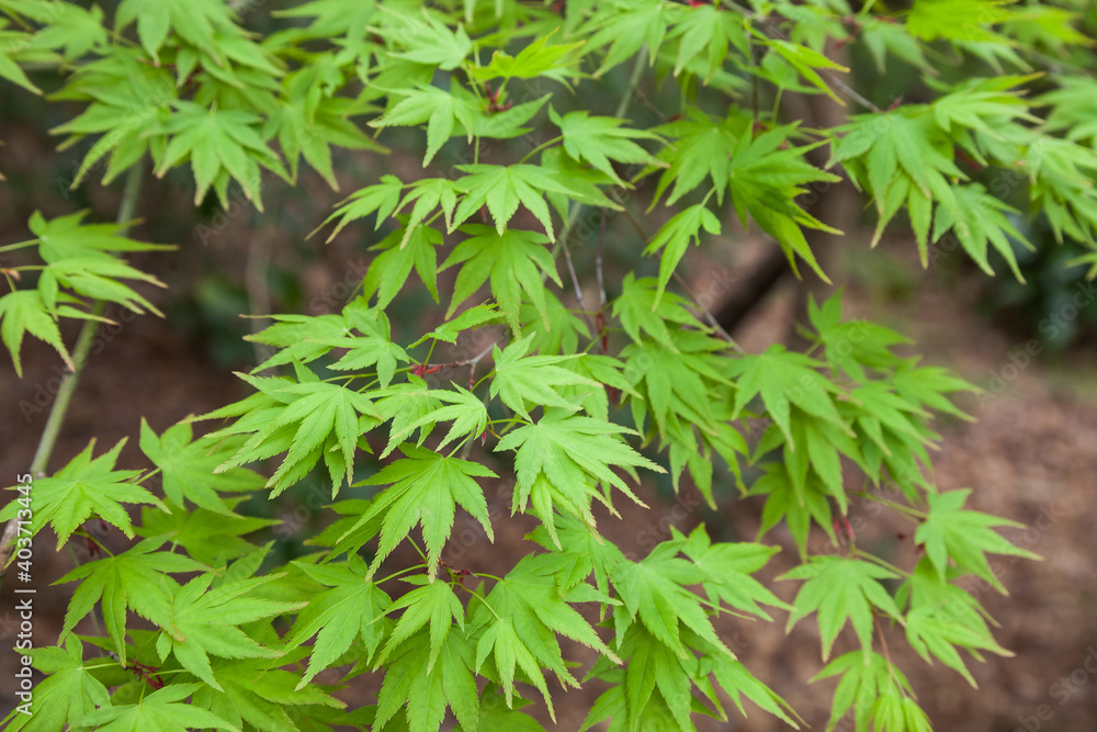 Green maple leaf., three maple leaves have changed color in fall. Green maple leaf., three maple leaves have changed color in fall.