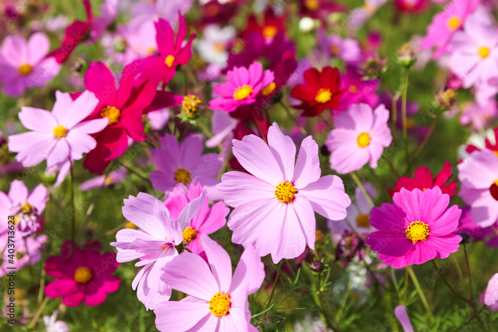 Cosmos flower Cosmos flower