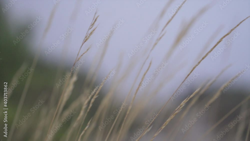 Earthly shot of wheat in 4K a sunny day. Earthly shot of wheat in 4K a sunny day.