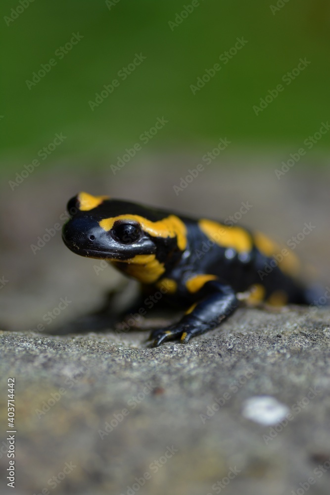 Fototapeta premium Salamandre