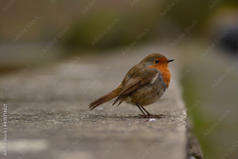 Rouge gorge Rouge gorge