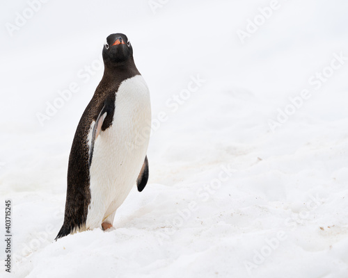 Obraz na plátně Portrait of a Gentoo Penguin