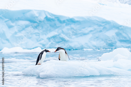 A gentoo couple has a tender moment on a small iceberg in Antarctica 