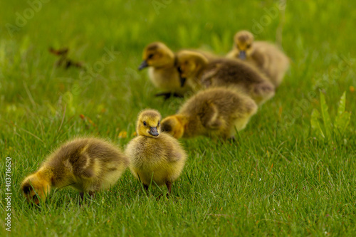ducklings on grass © Jerzy