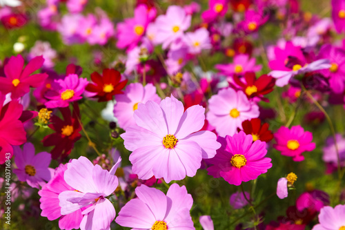 Cosmos flower