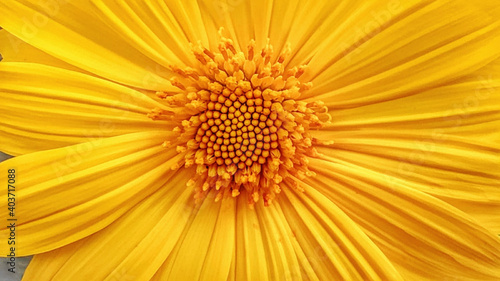 Sun flower face in close up view. Micro photo in sunflower seed 